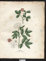 Ronce du nord (Rubus arcticus), framboisier arctique (Rubus arcticus). Cliquer pour agrandir l'image. Ronce du nord (Rubus arcticus), framboisier arctique (Rubus arcticus). Cliquer pour agrandir l'image.