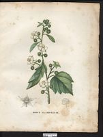 Rubus glandulosus. Cliquer pour agrandir l'image. Rubus glandulosus. Cliquer pour agrandir l'image.