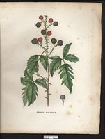 Rubus laciniatus. Cliquer pour agrandir l'image. Rubus laciniatus. Cliquer pour agrandir l'image.