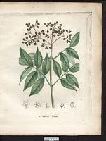 Sambucus nigra. Cliquer pour agrandir l'image. Sambucus nigra. Cliquer pour agrandir l'image.