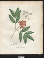 Sambucus racemosa. Cliquer pour agrandir l'image. Sambucus racemosa. Cliquer pour agrandir l'image.