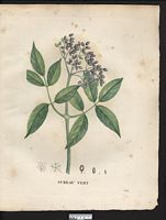 Sambucus virescens. Sambucus nigra. Cliquer pour agrandir l'image. Sambucus virescens. Sambucus nigra. Cliquer pour agrandir l'image.