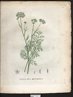 Seseli montanum. Cliquer pour agrandir l'image. Seseli montanum. Cliquer pour agrandir l'image.