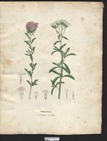 Steevia pourpre (Stevia purpurea), stévia pourpre (Stevia eupatoria). Cliquer pour agrandir l'image. Steevia pourpre (Stevia purpurea), stévia pourpre (Stevia eupatoria). Cliquer pour agrandir l'image.
