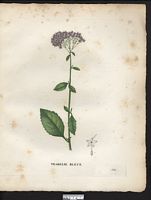Trachelium caeruleum. Cliquer pour agrandir l'image. Trachelium caeruleum. Cliquer pour agrandir l'image.