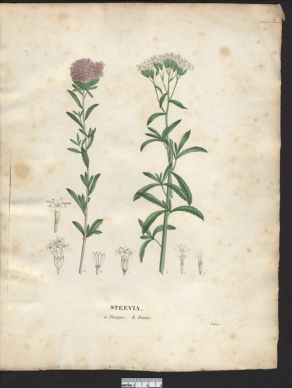 Steevia dentée (Stevia serrata), stévia dentée (Stevia serrata)