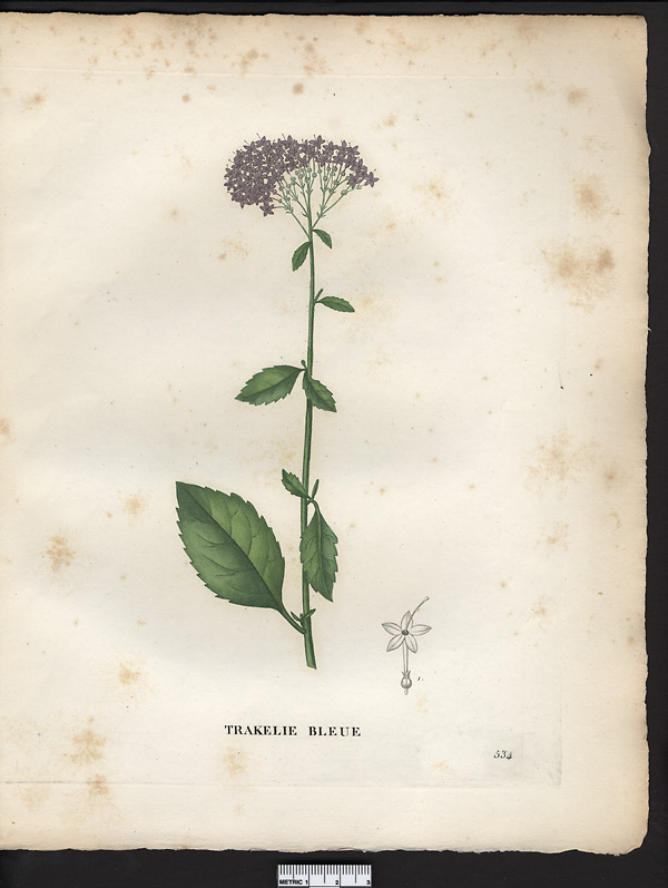 Trachelium caeruleum