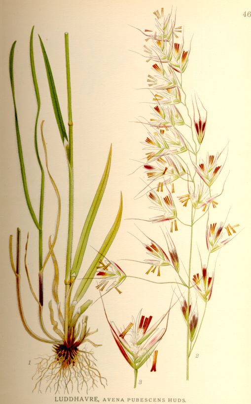 Avena pubescens