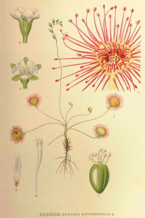 Drosera rotundifolia