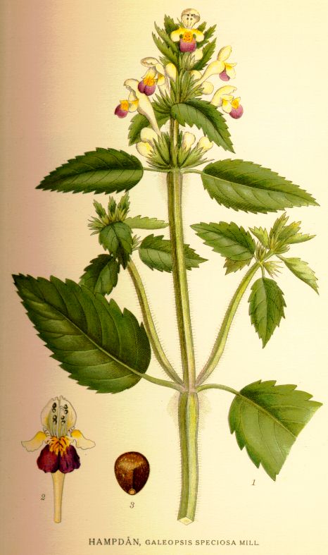 Galeopsis speciosa