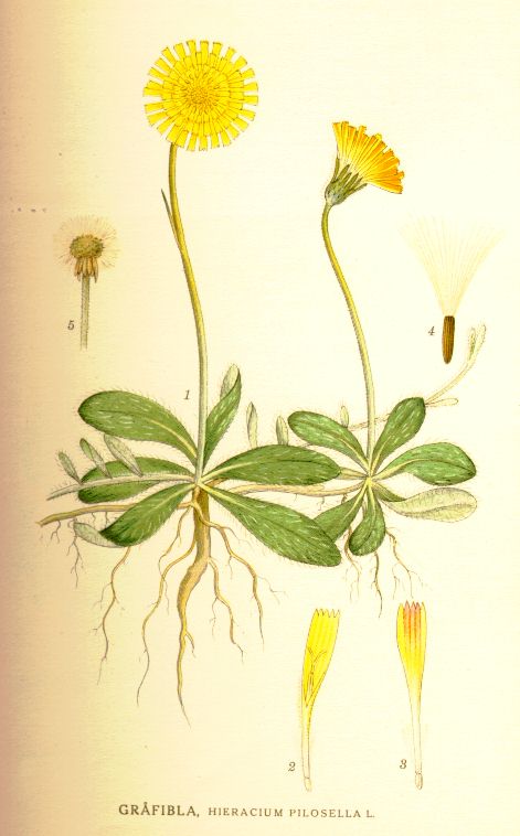 Hieracium pilosella