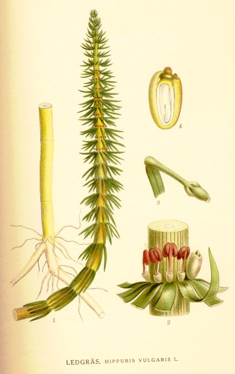 Hippuris vulgaris