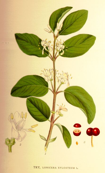 Lonicera xylosteum