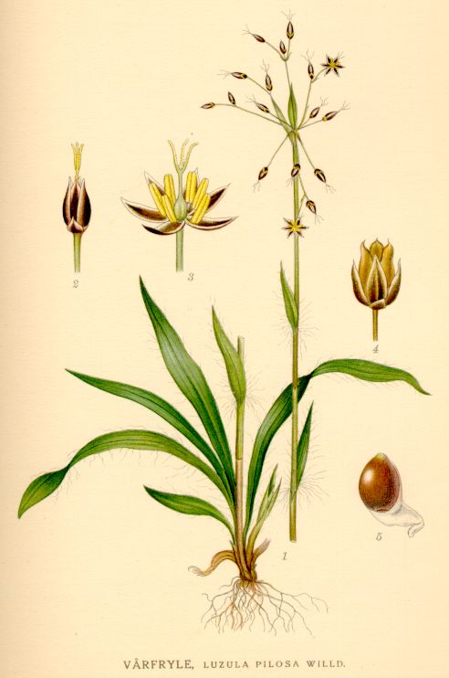 Luzula pilosa