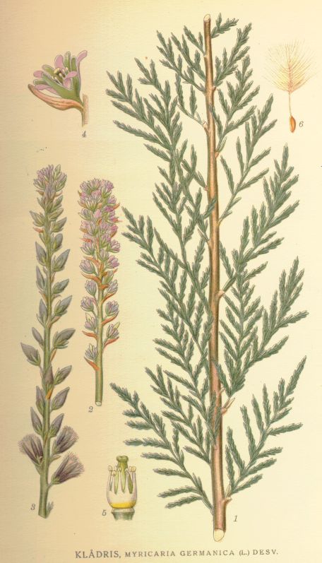Myricaria germanica
