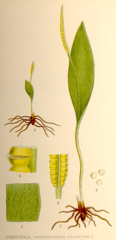 Ophioglossum vulgatum
