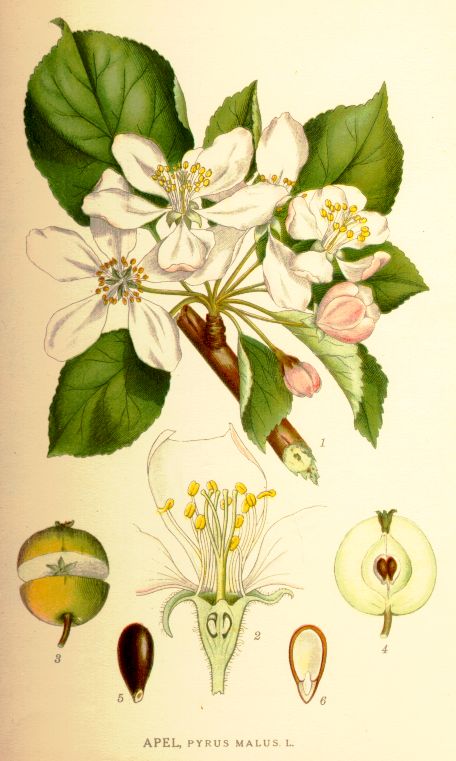 Pyrus malus