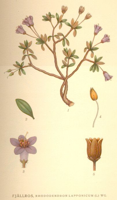 Rhododendron lapponicum