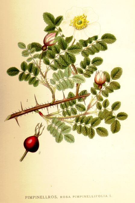 Rosa pimpinellifolia