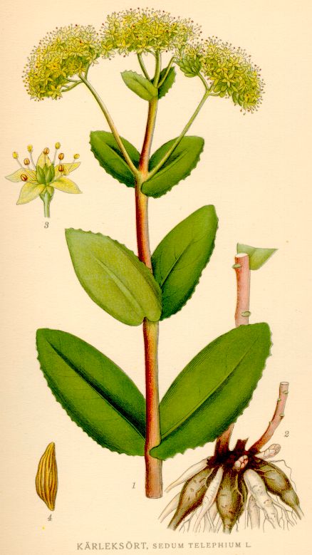 Sedum telephium