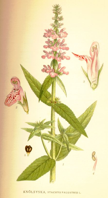 Stachys palustris