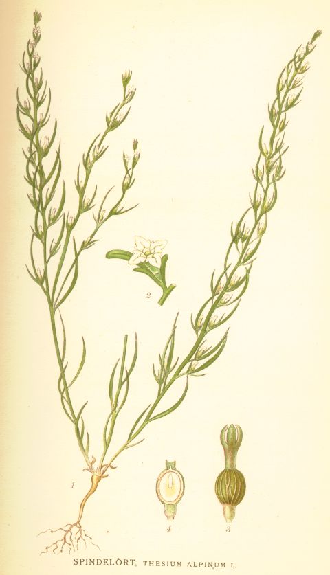 Thesium alpinum