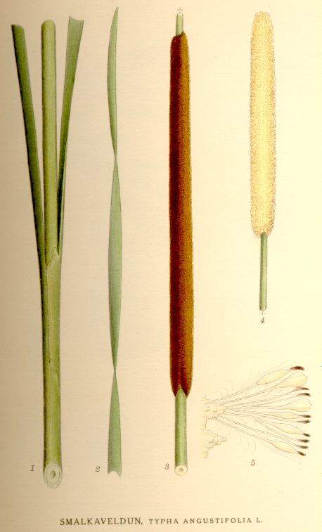 Typha_angustifolia