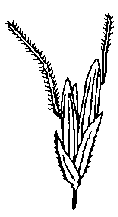 Image.