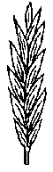 Image.