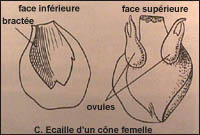 Bois. Cone femelle.