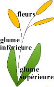 Image.