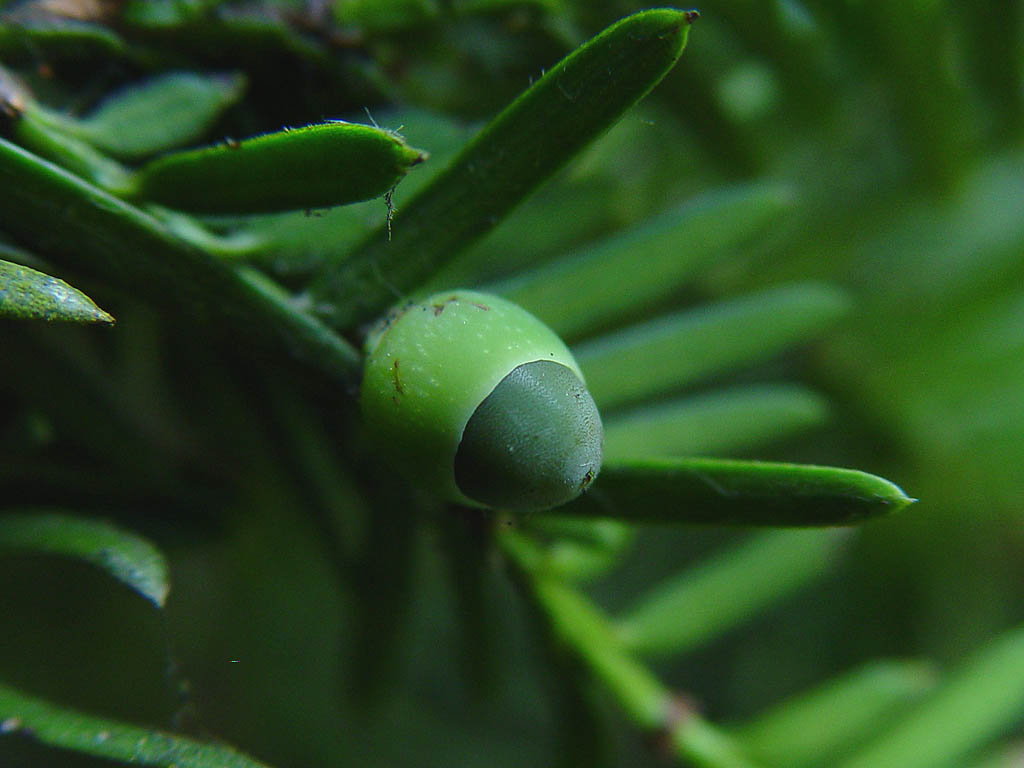 10 Graines D'If Commun (Taxus Baccata) - Graines Reproductibles Pour Permaculture, Jardin Ornemental Ou Bonsaï