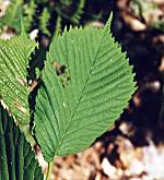 Ormes. Feuille orme de montagne.