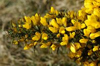 Ajonc d'Europe. Branche en fleur, Puy des Gouttes. Cliquer pour agrandir l'image.