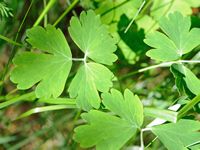 Ancolie cornette. Feuilles de l'ancolie cornette. Cliquer pour agrandir l'image.