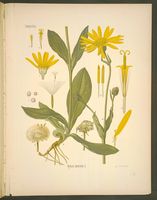 Arnica des montagnes. Dessin d'identification. Cliquer pour agrandir l'image.