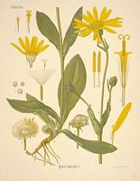 Arnica des montagnes. Dessin d'identification. Cliquer pour agrandir l'image.