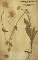 Arnica des montagnes. Dessin d'identification. Cliquer pour agrandir l'image.