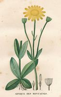 Arnica des montagnes. Dessin d'identification. Cliquer pour agrandir l'image.