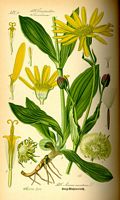 Arnica des montagnes. Dessin d'identification. Cliquer pour agrandir l'image.