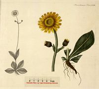 Arnica des montagnes. Dessin d'identification. Cliquer pour agrandir l'image.