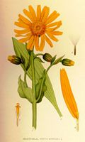 Arnica des montagnes. Dessin d'identification. Cliquer pour agrandir l'image.