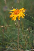 Arnica des montagnes. Fleur. Cliquer pour agrandir l'image.