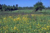Arnica des montagnes. Population. Cliquer pour agrandir l'image.