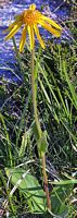 Arnica des montagnes. Plante. Cliquer pour agrandir l'image.