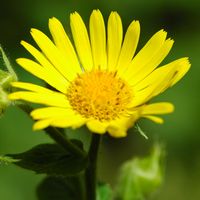 Arnica des montagnes. Vichatel. Cliquer pour agrandir l'image.