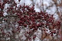 Aubépine à deux styles. Fruits d'aubépine givrés à Ternant. Cliquer pour agrandir l'image.