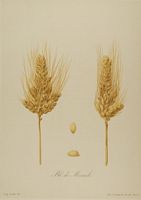 Blé poulard. Ble miracle, planche d'identification. Cliquer pour agrandir l'image.
