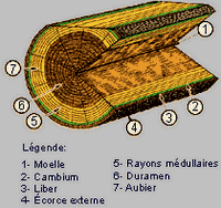 Bois. Structure d'un arbre. Cliquer pour agrandir l'image.