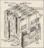 Bois. Plan ligneux feuillus. Cliquer pour agrandir l'image.